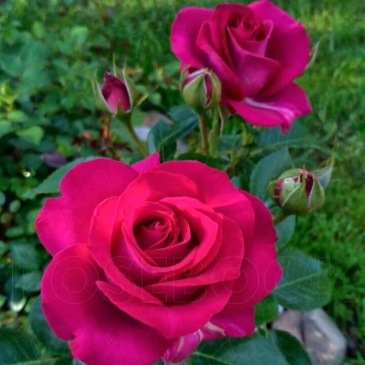 Belles Rives ® garden rose bushes potted or bare root plants