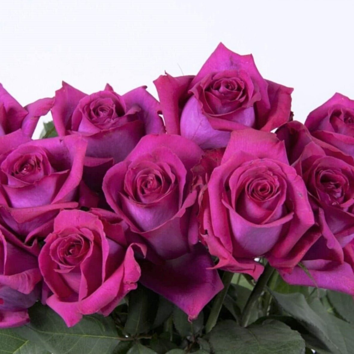 Belles Rives ® garden rose bushes potted or bare root plants