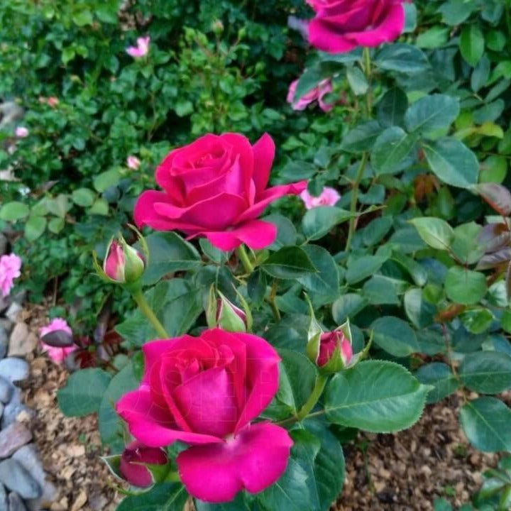 Belles Rives ® garden rose bushes potted or bare root plants