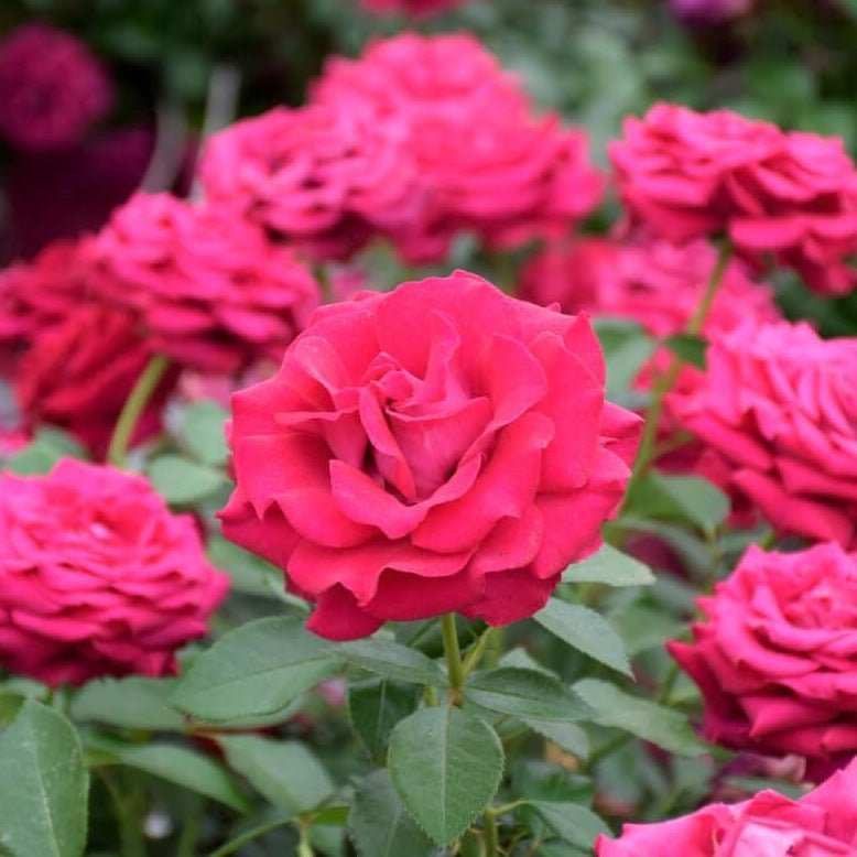 Belles Rives ® garden rose bushes potted or bare root plants