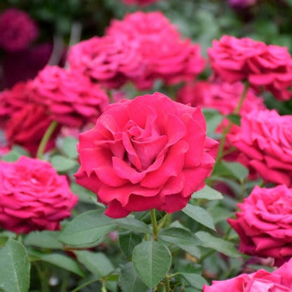 Belles Rives ® garden rose bushes potted or bare root plants