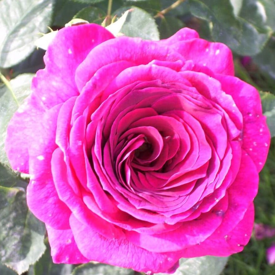 Big Purple ®' Hybrid Tea Roses garden rose bushes potted or bare root plants