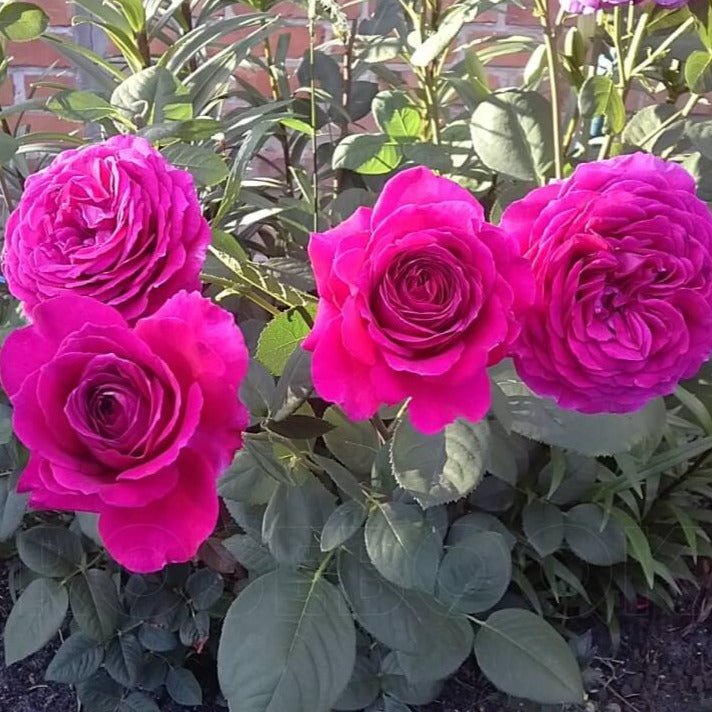 Big Purple ®' Hybrid Tea Roses garden rose bushes potted or bare root plants
