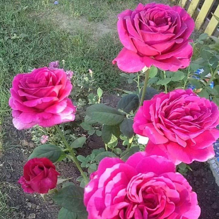 Big Purple ®' Hybrid Tea Roses garden rose bushes potted or bare root plants