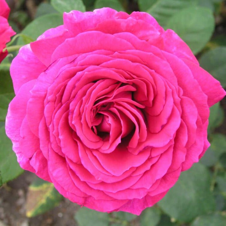 Big Purple ®' Hybrid Tea Roses garden rose bushes potted or bare root plants