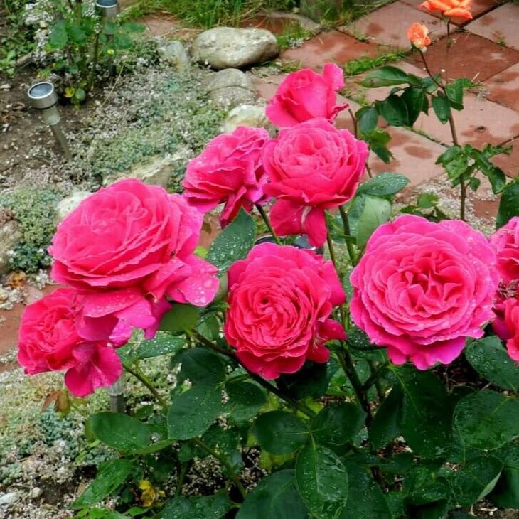 Big Purple ®' Hybrid Tea Roses garden rose bushes potted or bare root plants