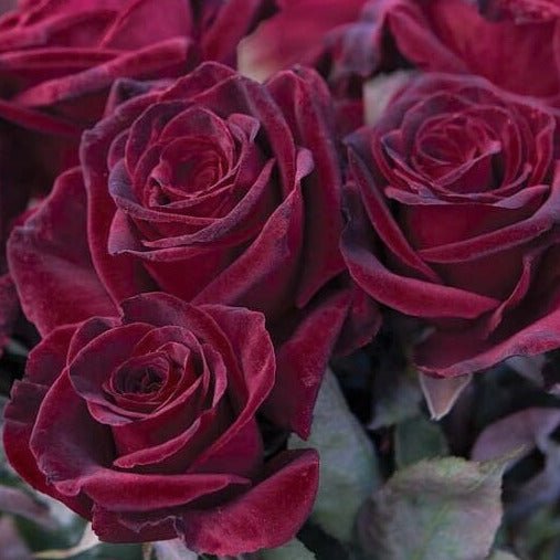 Black Baccara ® Hybrid Tea Roses garden rose bushes potted or bare root plants