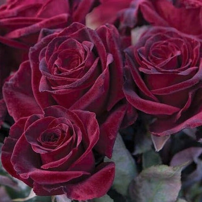 Black Baccara ® Hybrid Tea Roses garden rose bushes potted or bare root plants
