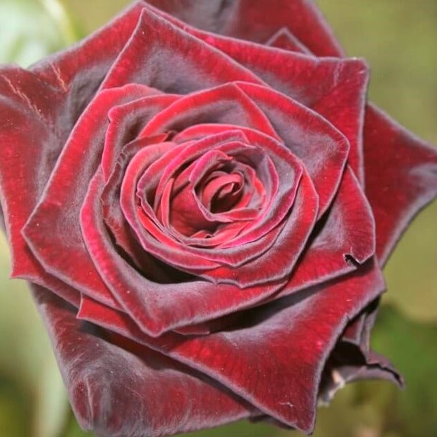 Black Baccara ® Hybrid Tea Roses garden rose bushes potted or bare root plants