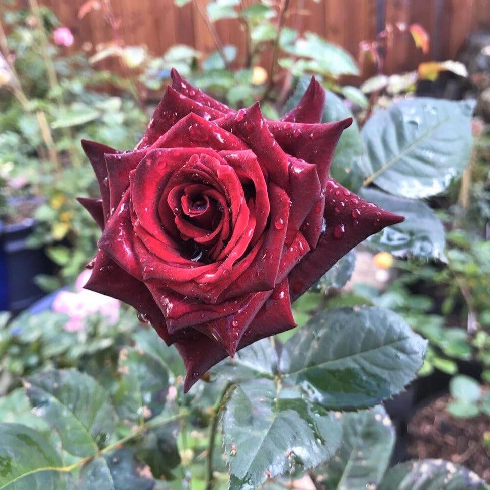 Black Baccara ® Hybrid Tea Roses garden rose bushes potted or bare root plants