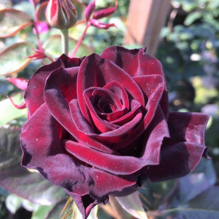 Black Baccara ® Hybrid Tea Roses garden rose bushes potted or bare root plants