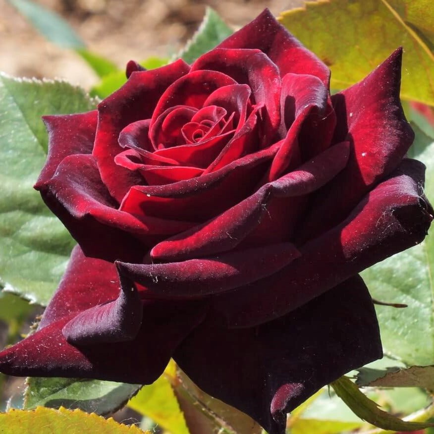 Black Baccara ® Hybrid Tea Roses garden rose bushes potted or bare root plants