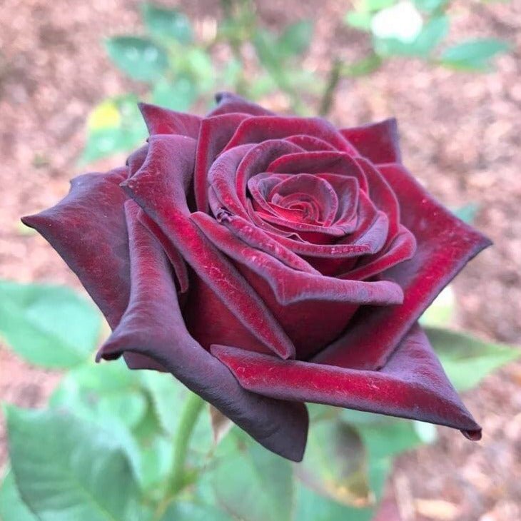 Black Baccara ® Hybrid Tea Roses garden rose bushes potted or bare root plants