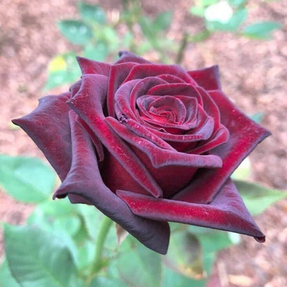 Black Baccara ® Hybrid Tea Roses garden rose bushes potted or bare root plants
