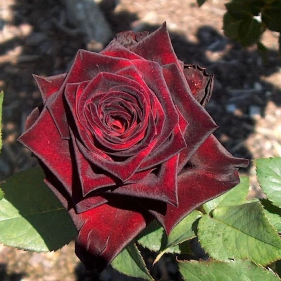 Black Baccara ® Hybrid Tea Roses garden rose bushes potted or bare root plants