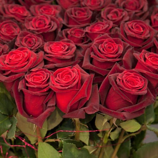 Black Baccara ® Hybrid Tea Roses garden rose bushes potted or bare root plants