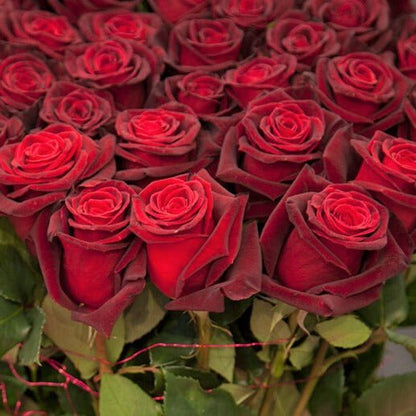 Black Baccara ® Hybrid Tea Roses garden rose bushes potted or bare root plants