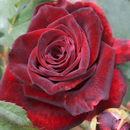 Black Baccara ® Hybrid Tea Roses garden rose bushes potted or bare root plants