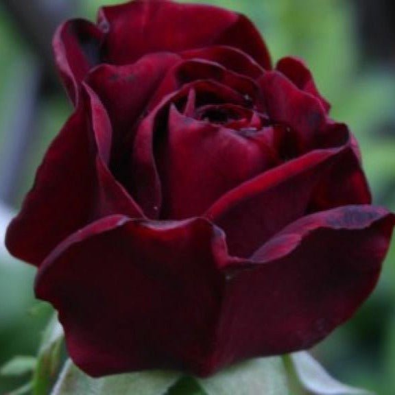 Black Madonna (Schwarze Madonna) ® Hybrid Tea Roses garden rose bushes potted or bare root plants