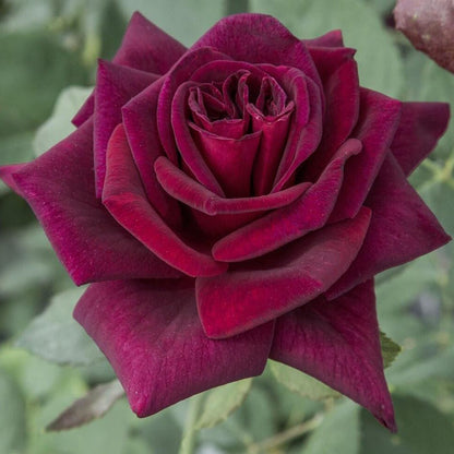 Black Perfumella ® Hybrid Tea Roses garden rose bushes potted or bare root plants