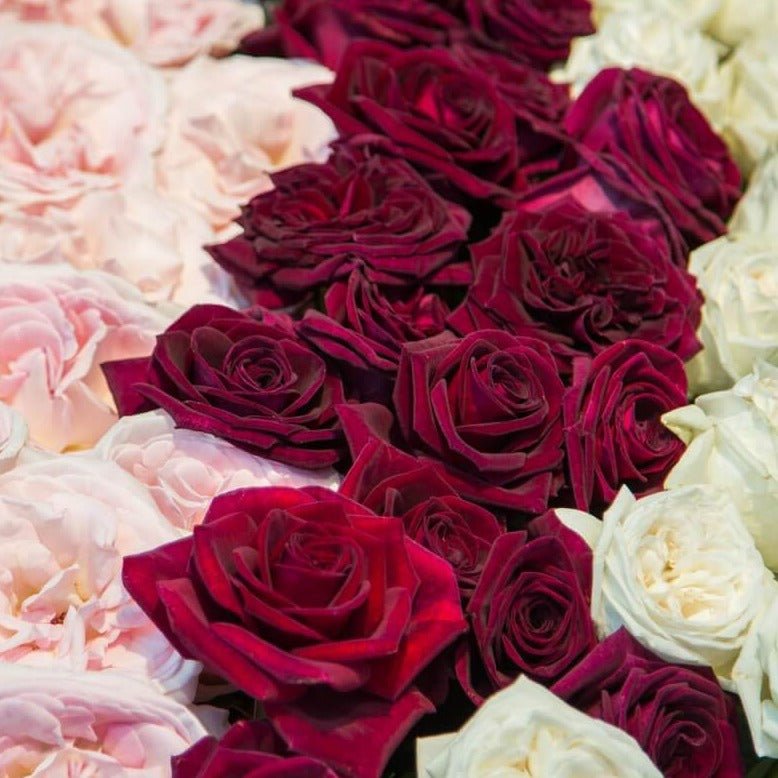 Black Perfumella ® Hybrid Tea Roses garden rose bushes potted or bare root plants