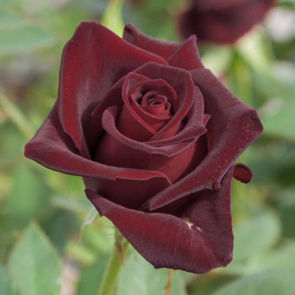 Black Perfumella ® Hybrid Tea Roses garden rose bushes potted or bare root plants