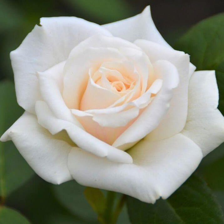 Blanche Colombe ® Climbing Roses garden rose bushes potted or bare root plants