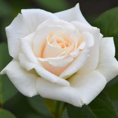 Blanche Colombe ® Climbing Roses garden rose bushes potted or bare root plants