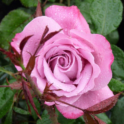 Blue River ®' Hybrid Tea Roses garden rose bushes potted or bare root plants
