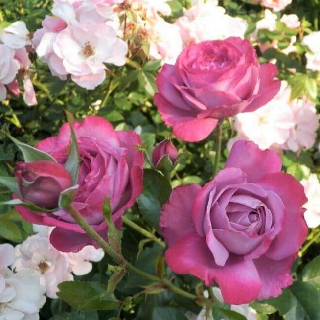 Blue River ®' Hybrid Tea Roses garden rose bushes potted or bare root plants