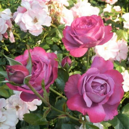 Blue River ®' Hybrid Tea Roses garden rose bushes potted or bare root plants