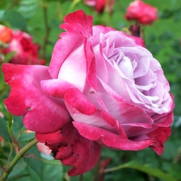 Blue River ®' Hybrid Tea Roses garden rose bushes potted or bare root plants