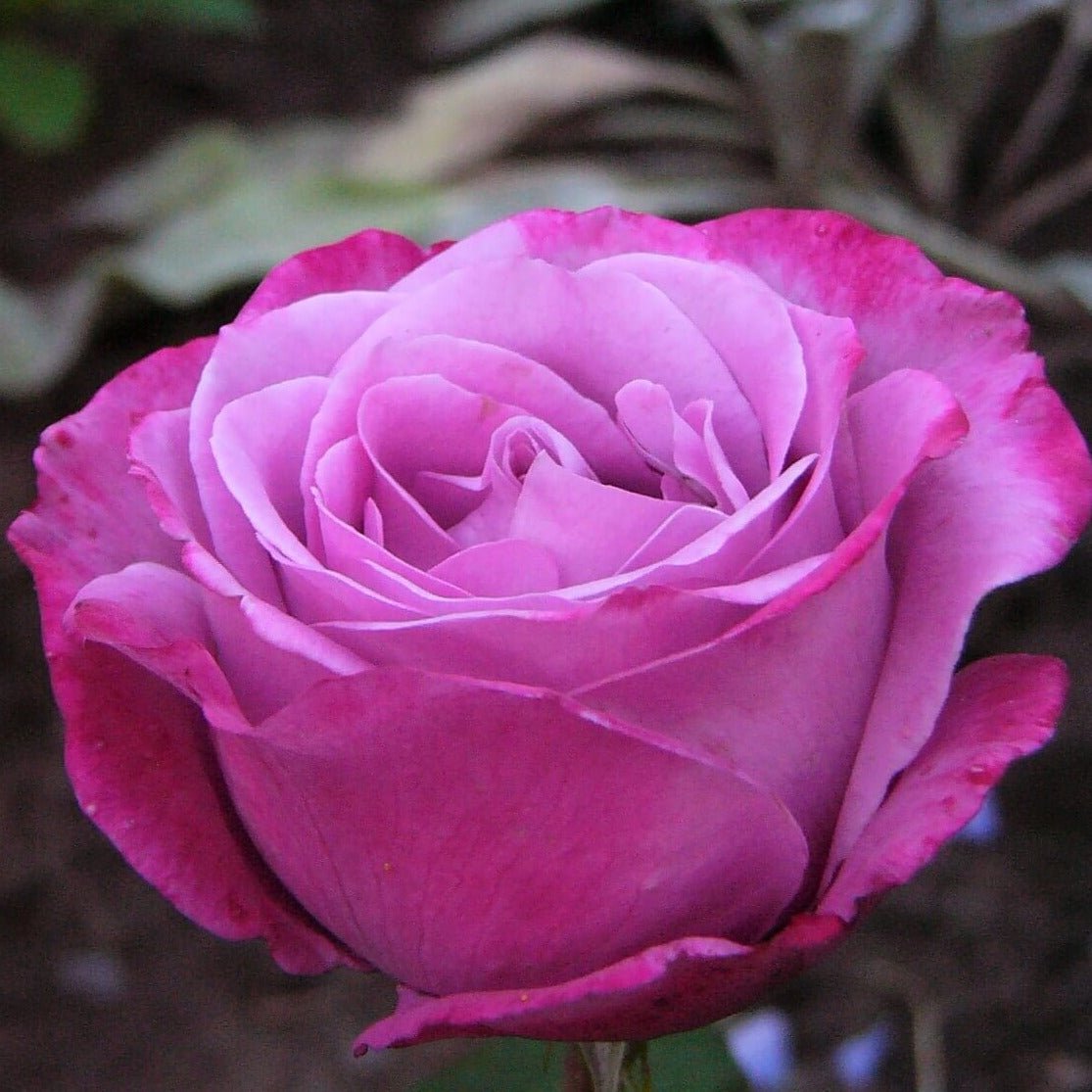 Blue River ®' Hybrid Tea Roses garden rose bushes potted or bare root plants