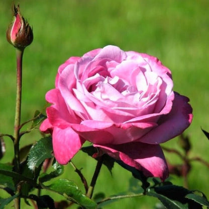 Blue River ®' Hybrid Tea Roses garden rose bushes potted or bare root plants