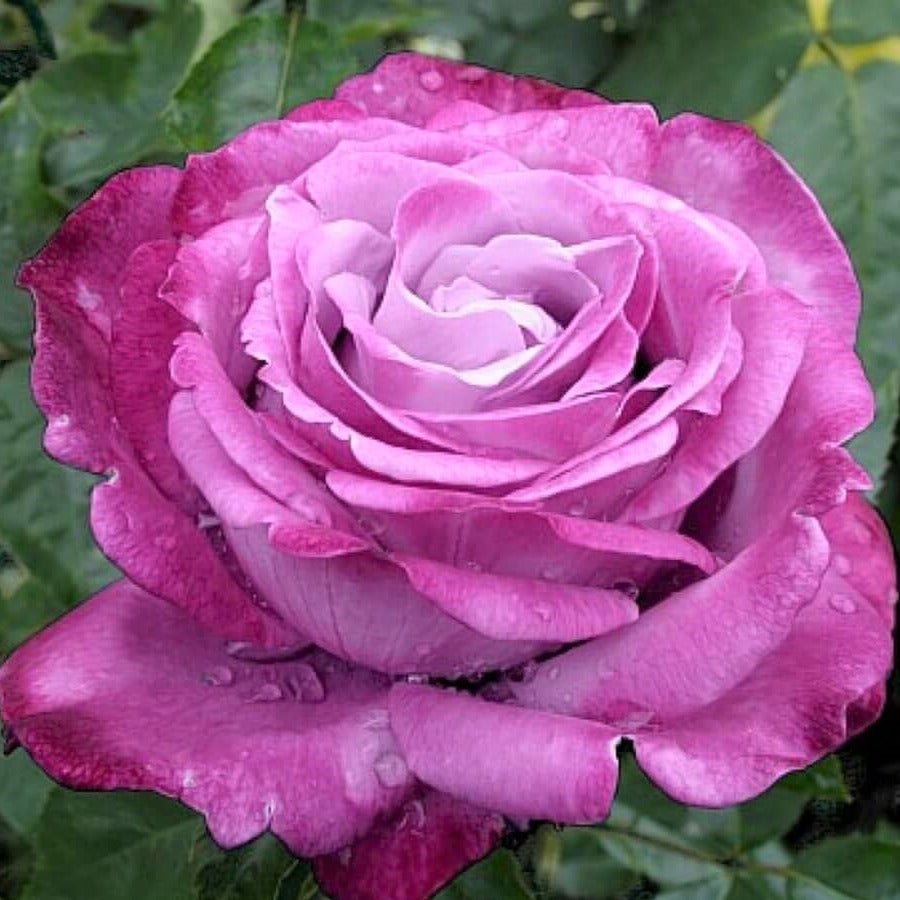 Blue River ®' Hybrid Tea Roses garden rose bushes potted or bare root plants