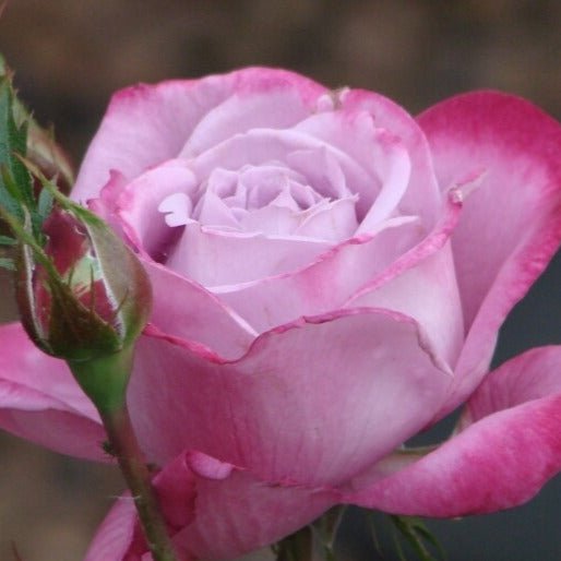 Blue River ®' Hybrid Tea Roses garden rose bushes potted or bare root plants