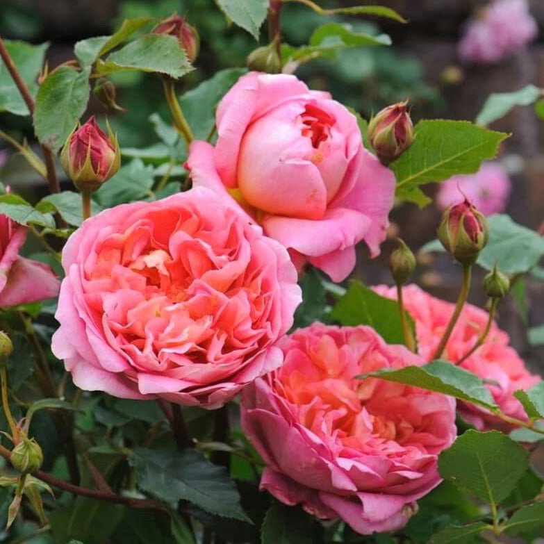 Boscobel ® Floribunda Roses garden rose bushes potted or bare root plants
