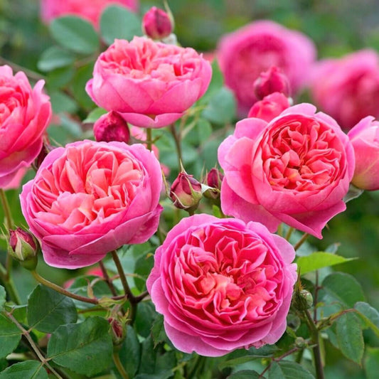 Boscobel ® Floribunda Roses garden rose bushes potted or bare root plants