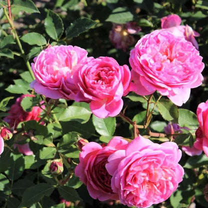 Boscobel ® Floribunda Roses garden rose bushes potted or bare root plants