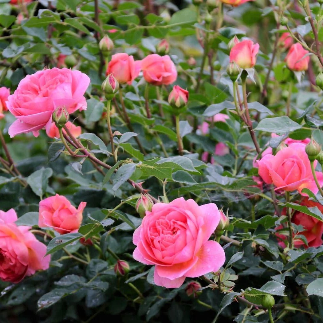 Boscobel ® Floribunda Roses garden rose bushes potted or bare root plants