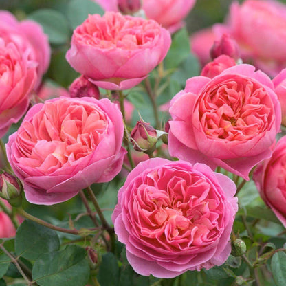 Boscobel ® Floribunda Roses garden rose bushes potted or bare root plants