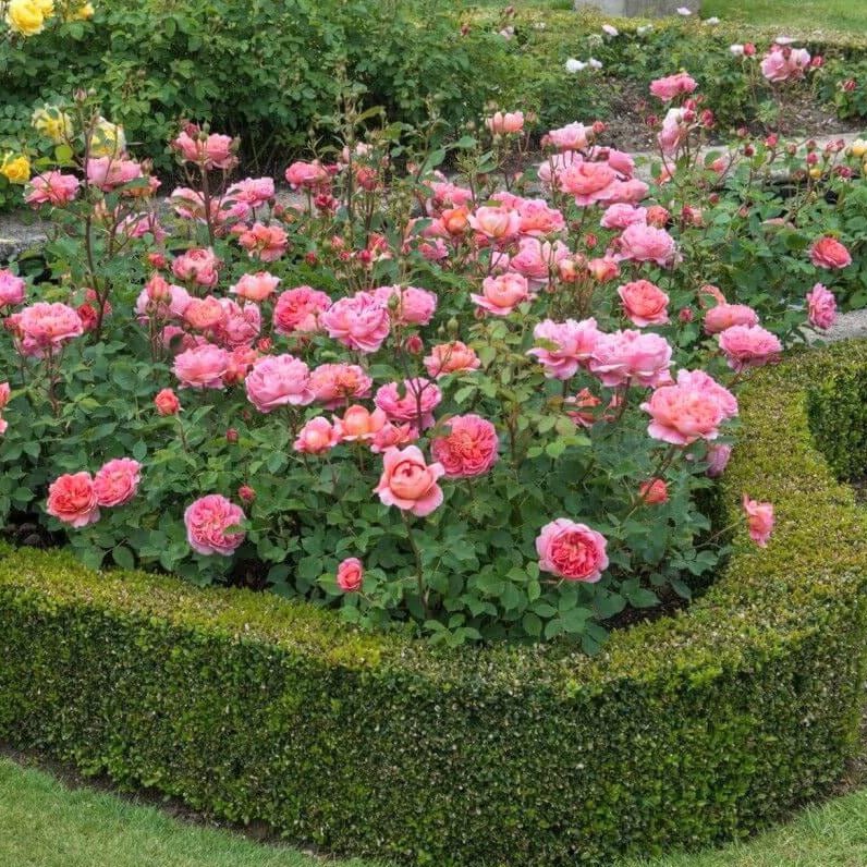 Boscobel ® Floribunda Roses garden rose bushes potted or bare root plants