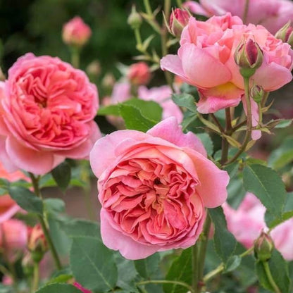 Boscobel ® Floribunda Roses garden rose bushes potted or bare root plants