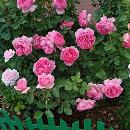 Boscobel ® Floribunda Roses garden rose bushes potted or bare root plants