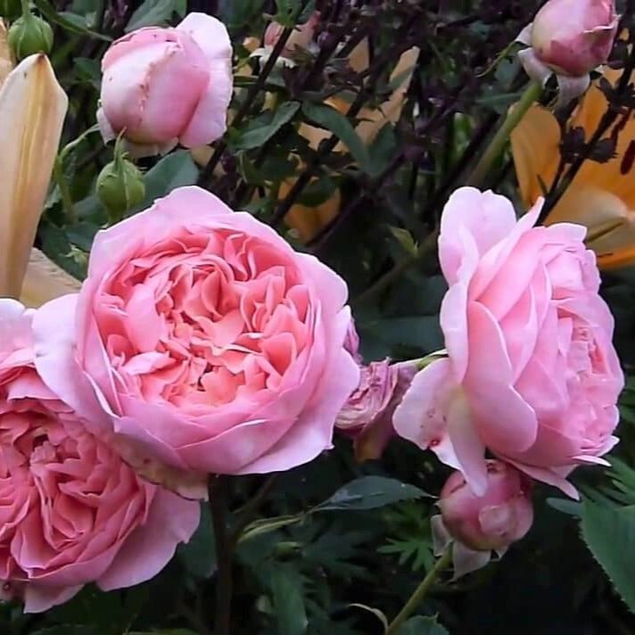 Boscobel ® Floribunda Roses garden rose bushes potted or bare root plants