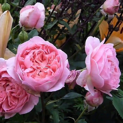 Boscobel ® Floribunda Roses garden rose bushes potted or bare root plants