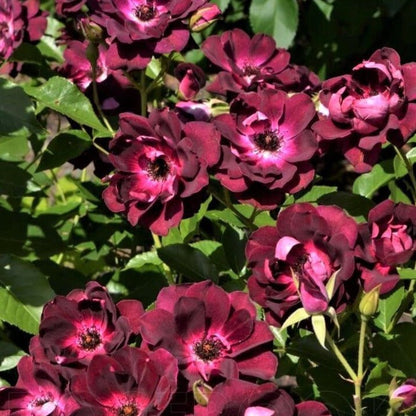 Burgundy Iceberg ® Floribunda Roses garden rose bushes potted or bare root plants