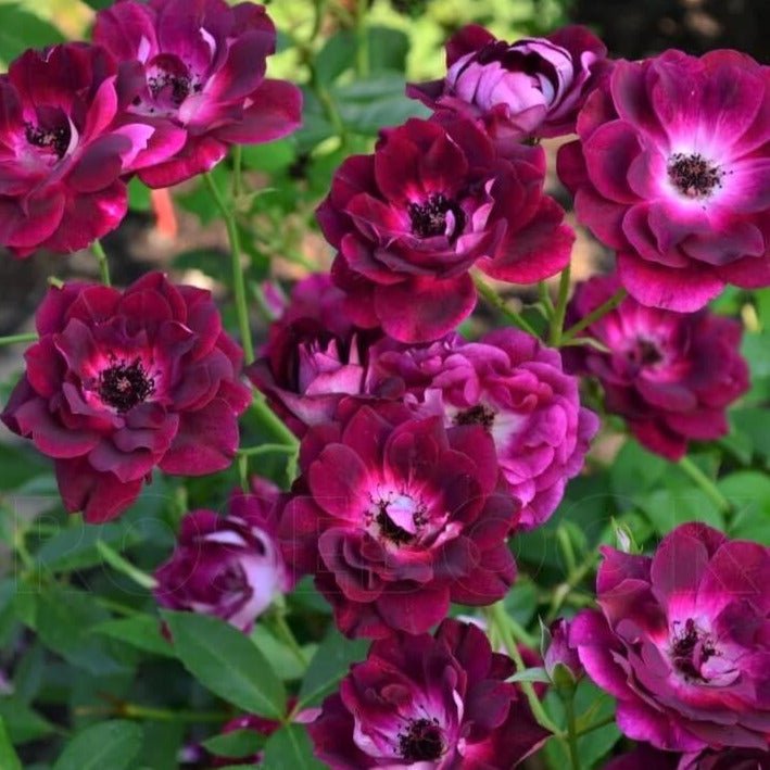 Burgundy Iceberg ® Floribunda Roses garden rose bushes potted or bare root plants