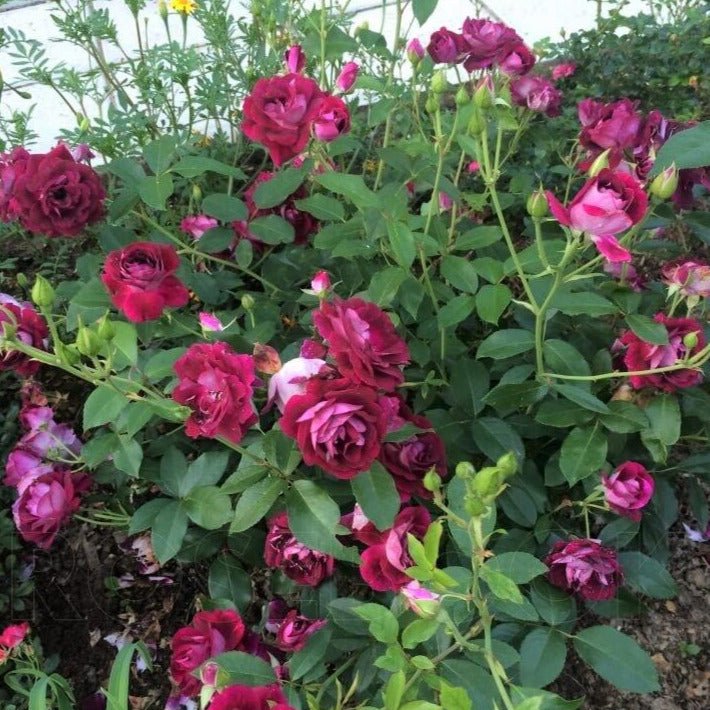 Burgundy Iceberg ® Floribunda Roses garden rose bushes potted or bare root plants