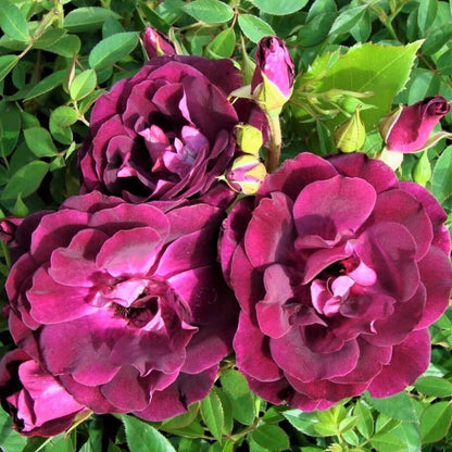Burgundy Iceberg ® Floribunda Roses garden rose bushes potted or bare root plants